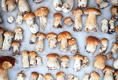 Fall Fungi Mushrooms’ Surprising Health Benefits